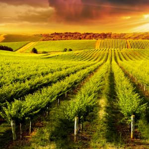 Vino, l’export italiano punta il Benelux: Ice promuove la Borsa dei vini ad Amsterdam e Bruxelles
