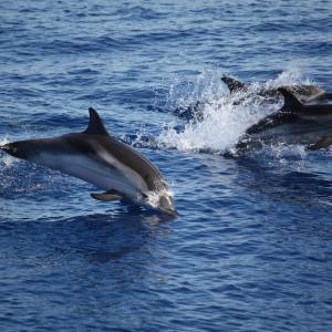 Danni causati dai delfini, in arrivo gli indennizzi per il comparto della pesca