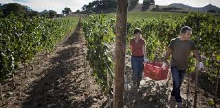 vitivinicolo, la regione investe