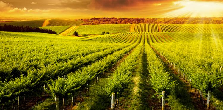 Vino, l’export italiano punta il Benelux: Ice promuove la Borsa dei vini ad Amsterdam e Bruxelles