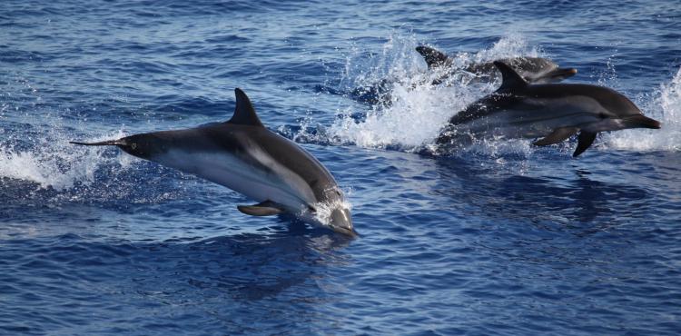 Danni causati dai delfini, in arrivo gli indennizzi per il comparto della pesca