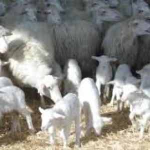 pecore razza sarda