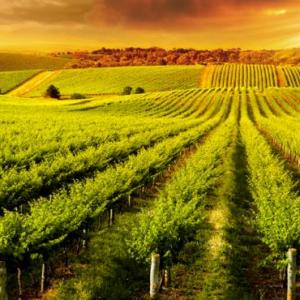 Export South, the wineries of Southern Italy at Prowein 2020