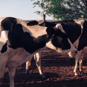 Sbloccati i pagamenti Pac