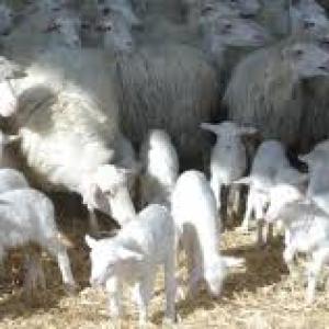pecore razza sarda