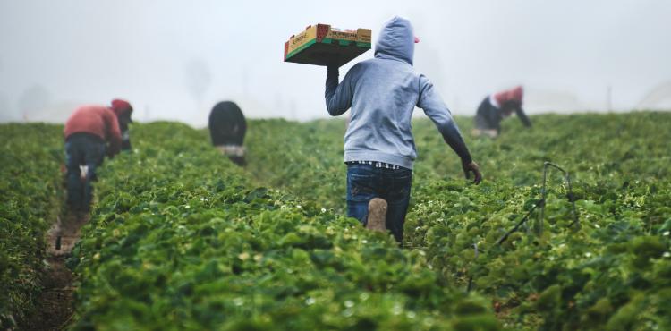 Braccianti agricoli