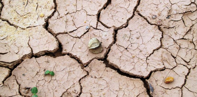 siccità