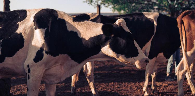 Sbloccati i pagamenti Pac