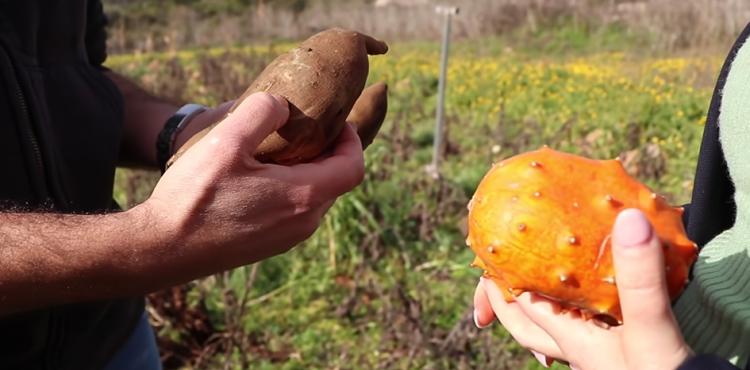a Laconi si coltiva frutta esotica
