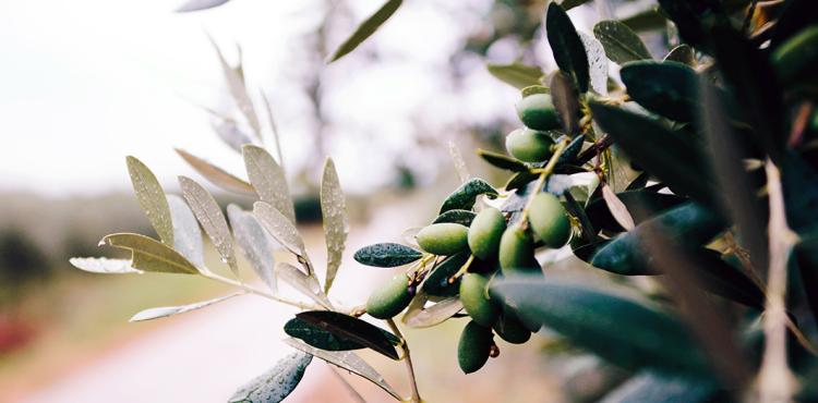 Premio Olio extravergine di oliva