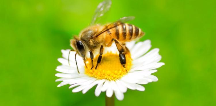 Beekeeping, the European Commission allocates 120 million euros for the 2020-2022 period