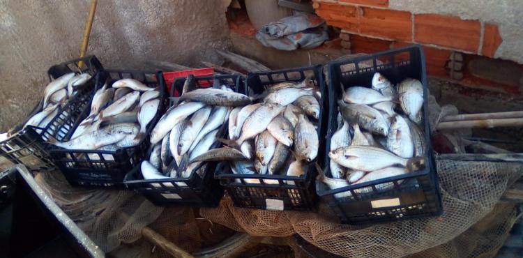 pesce fresco