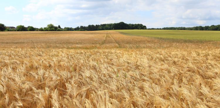 Campo di grano