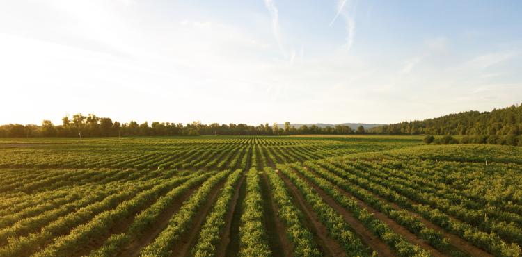 Terreno agricolo