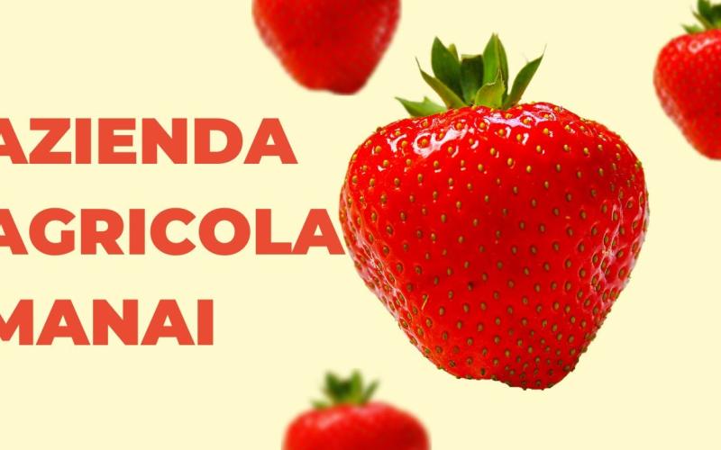 Embedded thumbnail for AZIENDA AGRICOLA MANAI: passione e qualità nella produzione delle fragole