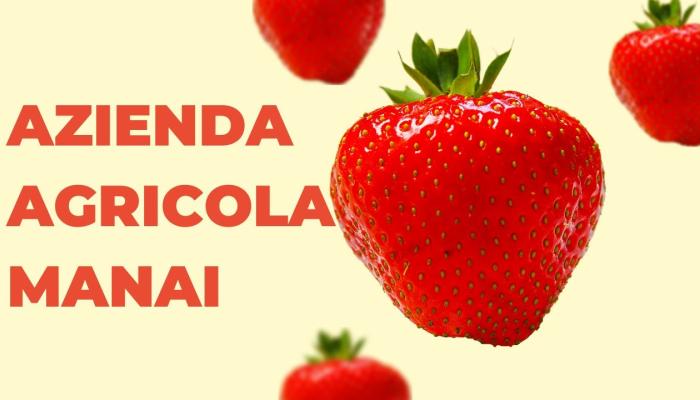 Embedded thumbnail for AZIENDA AGRICOLA MANAI: passione e qualità nella produzione delle fragole